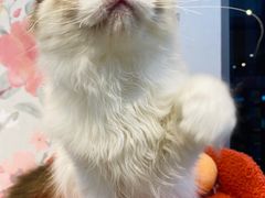 -萌兽医馆·眼科·异宠专科(三里屯店)
