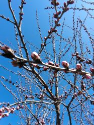 -兰瑜伽·普拉提