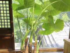 -小吊梨汤·北京菜(香山店)