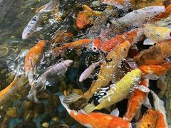 -上海大自然野生昆虫馆(东方明珠·爬宠昆虫探索中心)