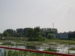 -微山湖红荷湿地景区