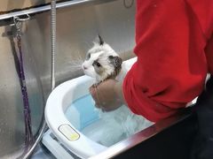 -PETKIT小佩宠物·低压洗护(国顺东路店)