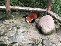 -都江堰中华大熊猫苑