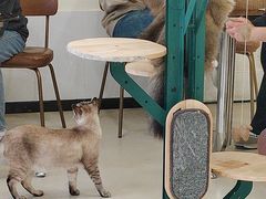 -共舞时光猫咖·狗咖(新街口店)