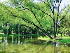 -上海共青森林公园