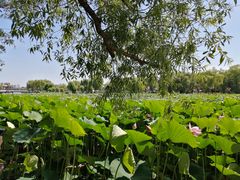 -长春市南湖公园