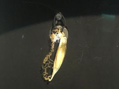 -瑞普利水族馆