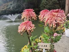 -杭州植物园