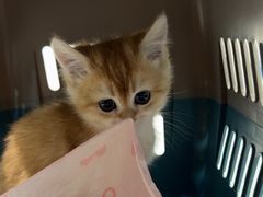 -艾吉宠物医院·疑难杂症转诊中心·猫友好(碧江路院)