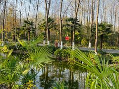 -合肥滨湖国家森林公园