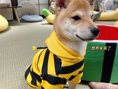 -逗柴咖啡屋·狗咖猫咖宠物桌游