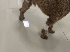 -康成宠物医院24H·CT·核磁共振