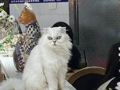 -猫小院猫主题餐厅(南锣旗舰店)