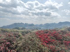 -贵州百里杜鹃风景名胜区