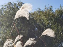 -长广溪湿地公园