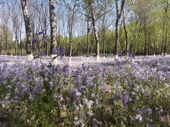 -大兴滨河森林公园