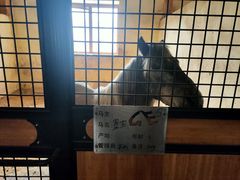 -北京群众马术培训基地