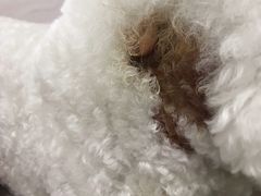 -美联众合爱康动物医院•复杂内科•肿瘤科•牙科•腔镜诊疗中心