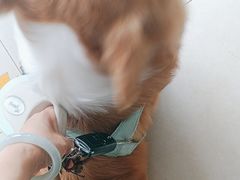-宠福鑫康馨动物医院·骨科·眼科
