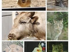-青藏高原野生动物园