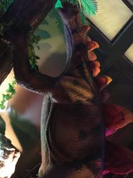 -恐龙探索乐园(磁器口店)