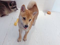 -浣熊柯尔鸭土拨鼠·电玩咖