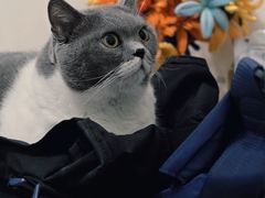 -宠物星动物医院·眼科·异宠·猫科(江南大道总院)