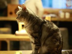 -猫猫幼稚园·撸猫·桌游·电玩