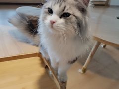 -猫腻·猫咖·撸猫馆(星光大道店)