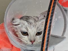 -艾贝尔宠物医院 ·内科全科(梁溪路店)