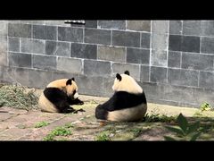 -中国大熊猫保护研究中心雅安碧峰峡基地