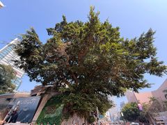 -Apple 零售店(Canton Road)