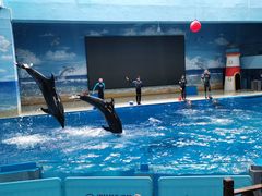 -锦艺城海洋馆
