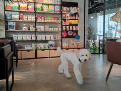 -百好乐宠物友好餐厅(朝外大街店)