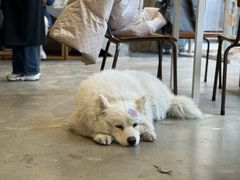 -VOYAGE COFFEE 咖啡烘焙工坊店(798艺术区店)