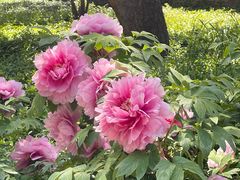 -国家植物园南园