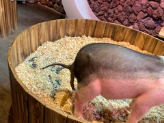 -正佳雨林生态植物园