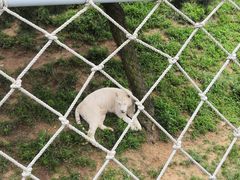 -西霞口神雕山野生动物世界