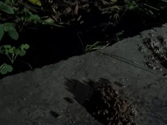 -泉州海丝野生动物世界