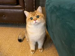 -猫大福·Fortune Cat猫舍(百子湾店)