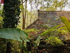 -西双版纳原始森林公园