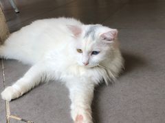 -有猫主题·治愈系猫咖(曾厝垵店)