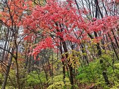 -关门山森林公园
