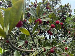 -西山樟坞健康果园枇杷杨梅采摘