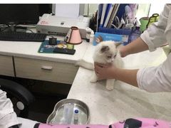 -贝利宠物医院·骨科·眼科·肿瘤转诊中心(南坪诊疗中心)