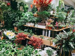 -沪花拾者(好再来花卉鲜花店)