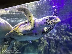 -太平洋海底世界