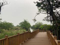 -大湾区中央湿地公园
