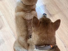 -是阿柴呀！柴犬咖啡·爱喵喵猫咖