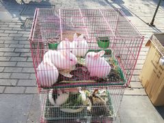 -江阴花鸟市场